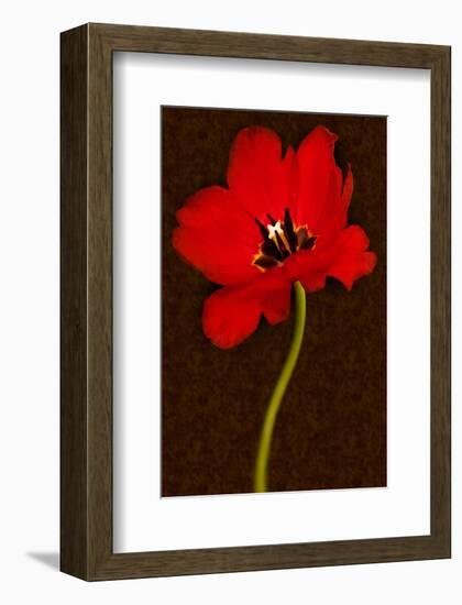 Red Tulip IV-Christine Zalewski-Framed Art Print