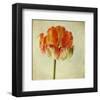 Red Tulip IV-Judy Stalus-Framed Art Print