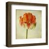 Red Tulip IV-Judy Stalus-Framed Art Print