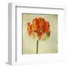 Red Tulip IV-Judy Stalus-Framed Art Print