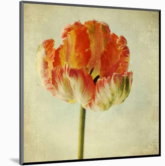 Red Tulip IV-Judy Stalus-Mounted Art Print