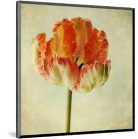 Red Tulip IV-Judy Stalus-Mounted Art Print