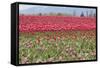 Red Tulip Mound I-Dana Styber-Framed Stretched Canvas