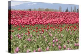 Red Tulip Mound I-Dana Styber-Stretched Canvas