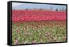 Red Tulip Mound I-Dana Styber-Framed Stretched Canvas