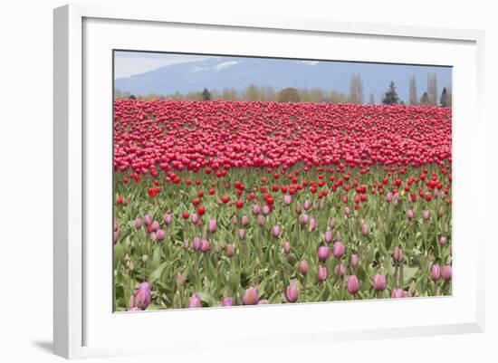 Red Tulip Mound I-Dana Styber-Framed Photographic Print