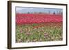 Red Tulip Mound I-Dana Styber-Framed Photographic Print