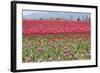 Red Tulip Mound I-Dana Styber-Framed Photographic Print