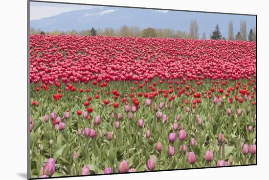 Red Tulip Mound I-Dana Styber-Mounted Photographic Print