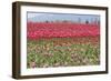 Red Tulip Mound I-Dana Styber-Framed Photographic Print