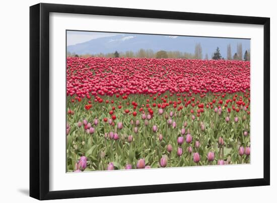 Red Tulip Mound I-Dana Styber-Framed Photographic Print
