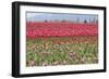 Red Tulip Mound I-Dana Styber-Framed Photographic Print