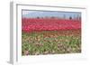 Red Tulip Mound I-Dana Styber-Framed Photographic Print