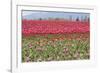 Red Tulip Mound I-Dana Styber-Framed Photographic Print