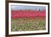 Red Tulip Mound I-Dana Styber-Framed Photographic Print