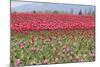 Red Tulip Mound I-Dana Styber-Mounted Photographic Print