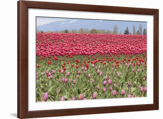 Red Tulip Mound I-Dana Styber-Framed Photographic Print