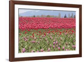 Red Tulip Mound I-Dana Styber-Framed Photographic Print