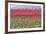Red Tulip Mound I-Dana Styber-Framed Photographic Print