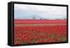 Red Tulip Mound II-Dana Styber-Framed Stretched Canvas