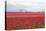 Red Tulip Mound II-Dana Styber-Stretched Canvas
