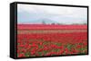 Red Tulip Mound II-Dana Styber-Framed Stretched Canvas