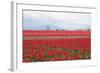 Red Tulip Mound II-Dana Styber-Framed Premium Photographic Print