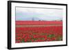 Red Tulip Mound II-Dana Styber-Framed Premium Photographic Print