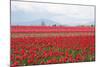 Red Tulip Mound II-Dana Styber-Mounted Premium Photographic Print