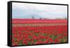 Red Tulip Mound II-Dana Styber-Framed Stretched Canvas