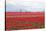 Red Tulip Mound II-Dana Styber-Stretched Canvas