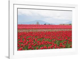 Red Tulip Mound II-Dana Styber-Framed Photographic Print