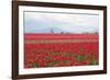 Red Tulip Mound II-Dana Styber-Framed Photographic Print