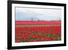 Red Tulip Mound II-Dana Styber-Framed Photographic Print