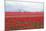 Red Tulip Mound II-Dana Styber-Mounted Photographic Print