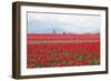 Red Tulip Mound II-Dana Styber-Framed Photographic Print