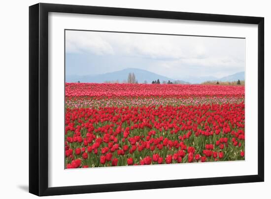 Red Tulip Mound II-Dana Styber-Framed Photographic Print