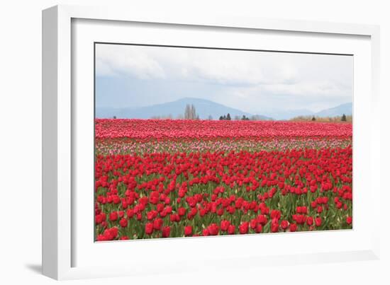 Red Tulip Mound II-Dana Styber-Framed Photographic Print