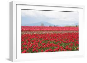 Red Tulip Mound II-Dana Styber-Framed Photographic Print