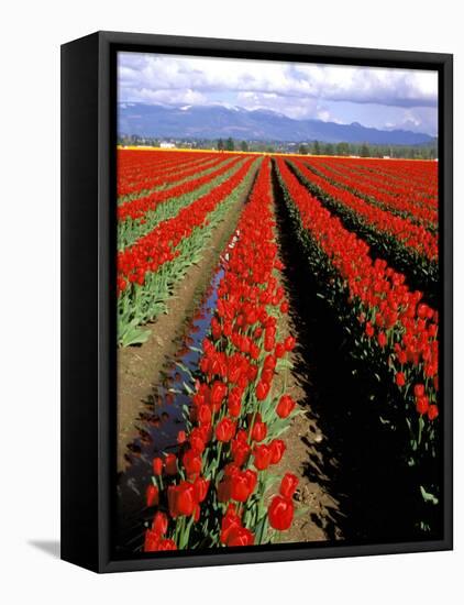 Red Tulip Rows, Skagit Valley, Washington State, USA-Jamie & Judy Wild-Framed Stretched Canvas