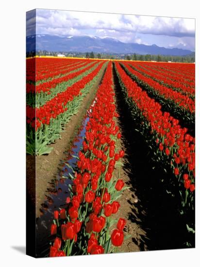 Red Tulip Rows, Skagit Valley, Washington State, USA-Jamie & Judy Wild-Stretched Canvas