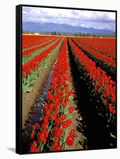 Red Tulip Rows, Skagit Valley, Washington State, USA-Jamie & Judy Wild-Framed Stretched Canvas