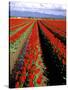 Red Tulip Rows, Skagit Valley, Washington State, USA-Jamie & Judy Wild-Stretched Canvas