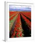 Red Tulip Rows, Skagit Valley, Washington State, USA-Jamie & Judy Wild-Framed Premium Photographic Print