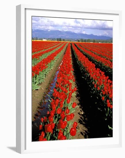 Red Tulip Rows, Skagit Valley, Washington State, USA-Jamie & Judy Wild-Framed Premium Photographic Print