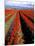 Red Tulip Rows, Skagit Valley, Washington State, USA-Jamie & Judy Wild-Mounted Premium Photographic Print