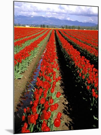 Red Tulip Rows, Skagit Valley, Washington State, USA-Jamie & Judy Wild-Mounted Premium Photographic Print