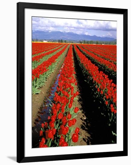 Red Tulip Rows, Skagit Valley, Washington State, USA-Jamie & Judy Wild-Framed Premium Photographic Print