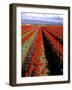 Red Tulip Rows, Skagit Valley, Washington State, USA-Jamie & Judy Wild-Framed Photographic Print