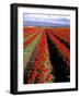 Red Tulip Rows, Skagit Valley, Washington State, USA-Jamie & Judy Wild-Framed Photographic Print